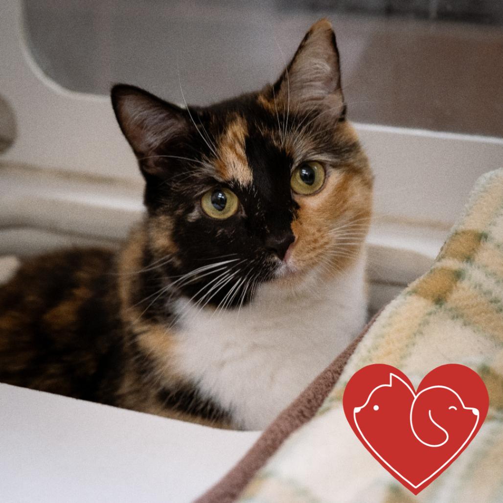 Clover, a Adoptable Domestic Short Hair in Cheyenne, WY image 3/4