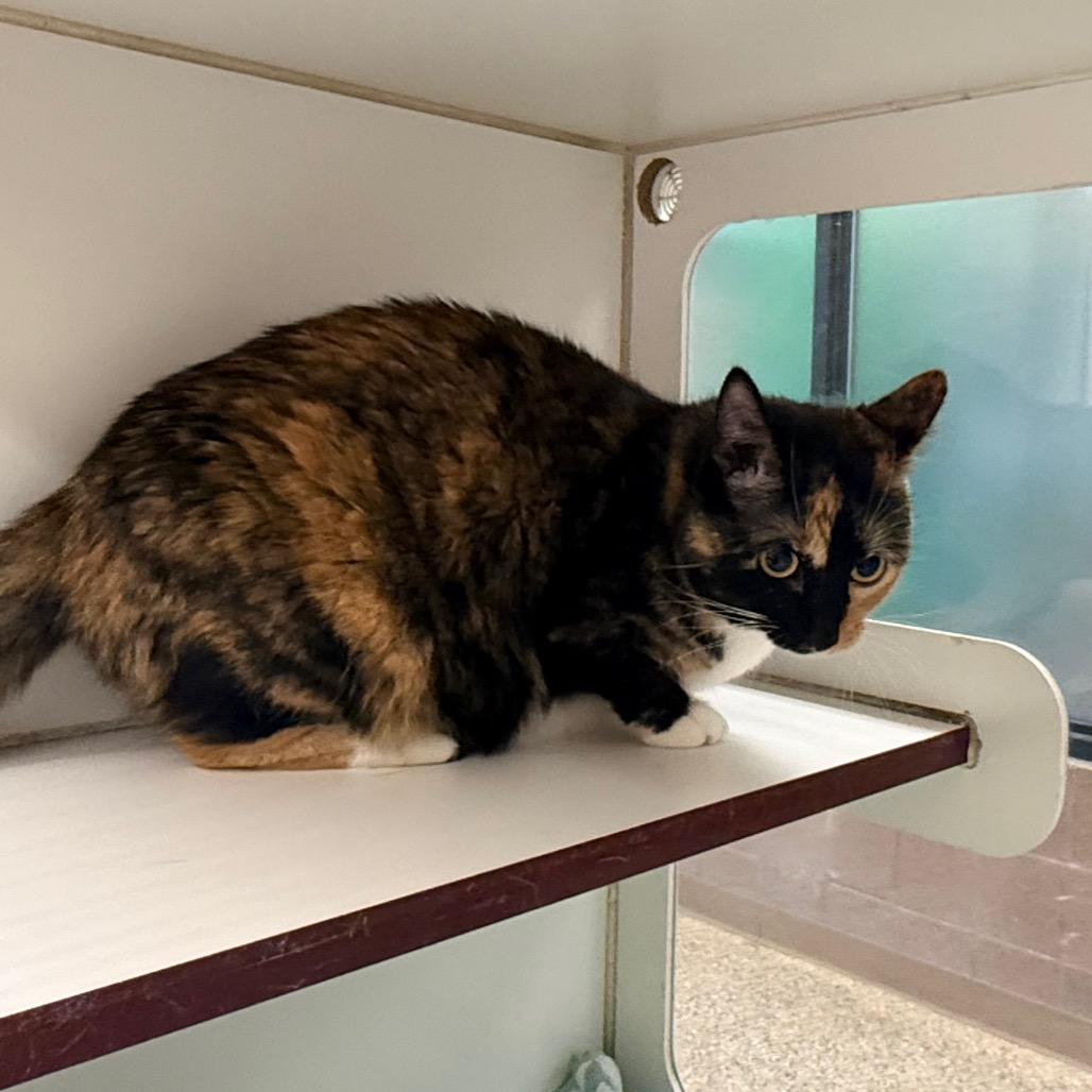 Clover, a Adoptable Domestic Short Hair in Cheyenne, WY image 4/4