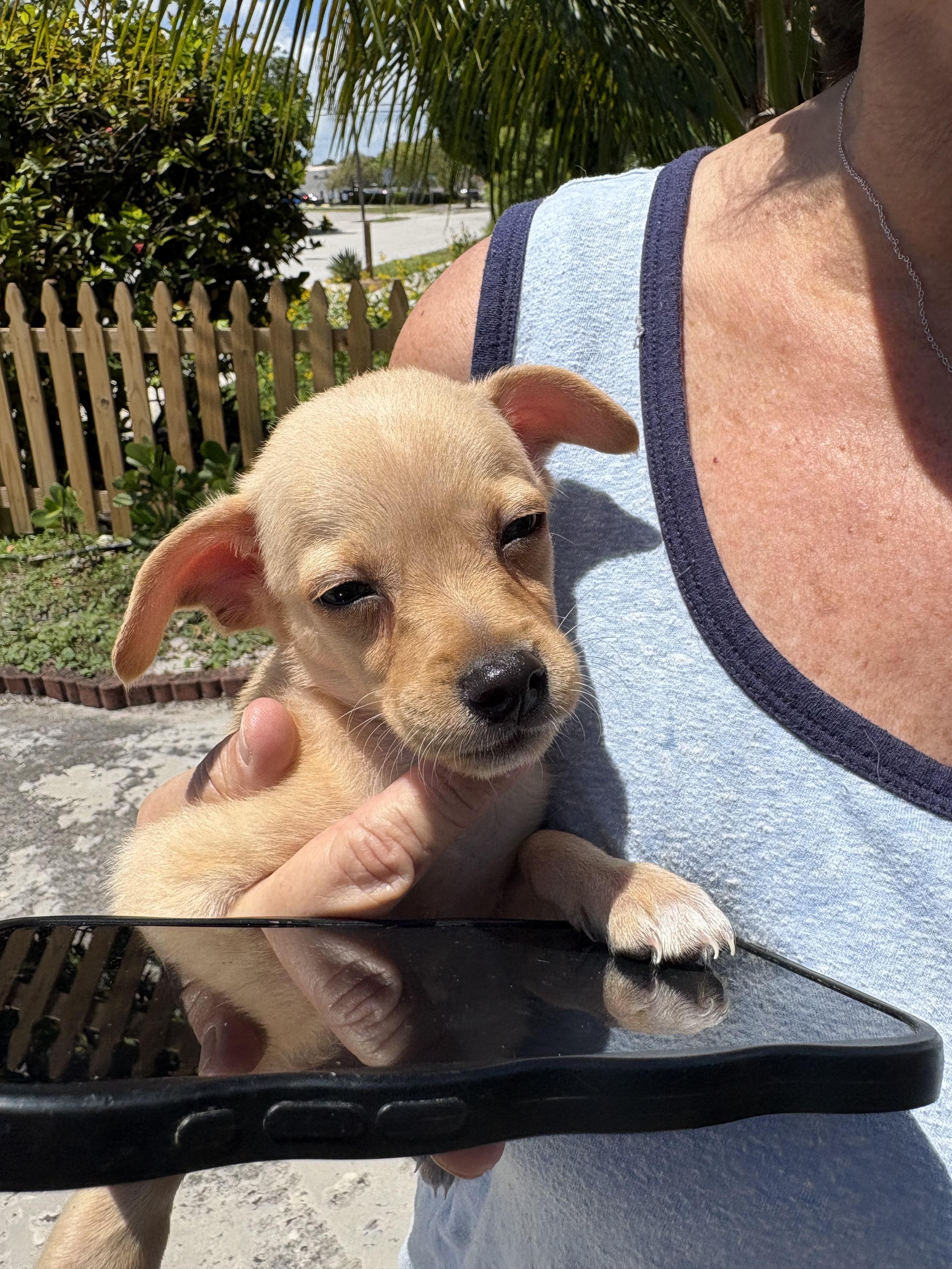 Jack, a ADOPTABLE mixed breed in Boynton Beach, FL image 2/3