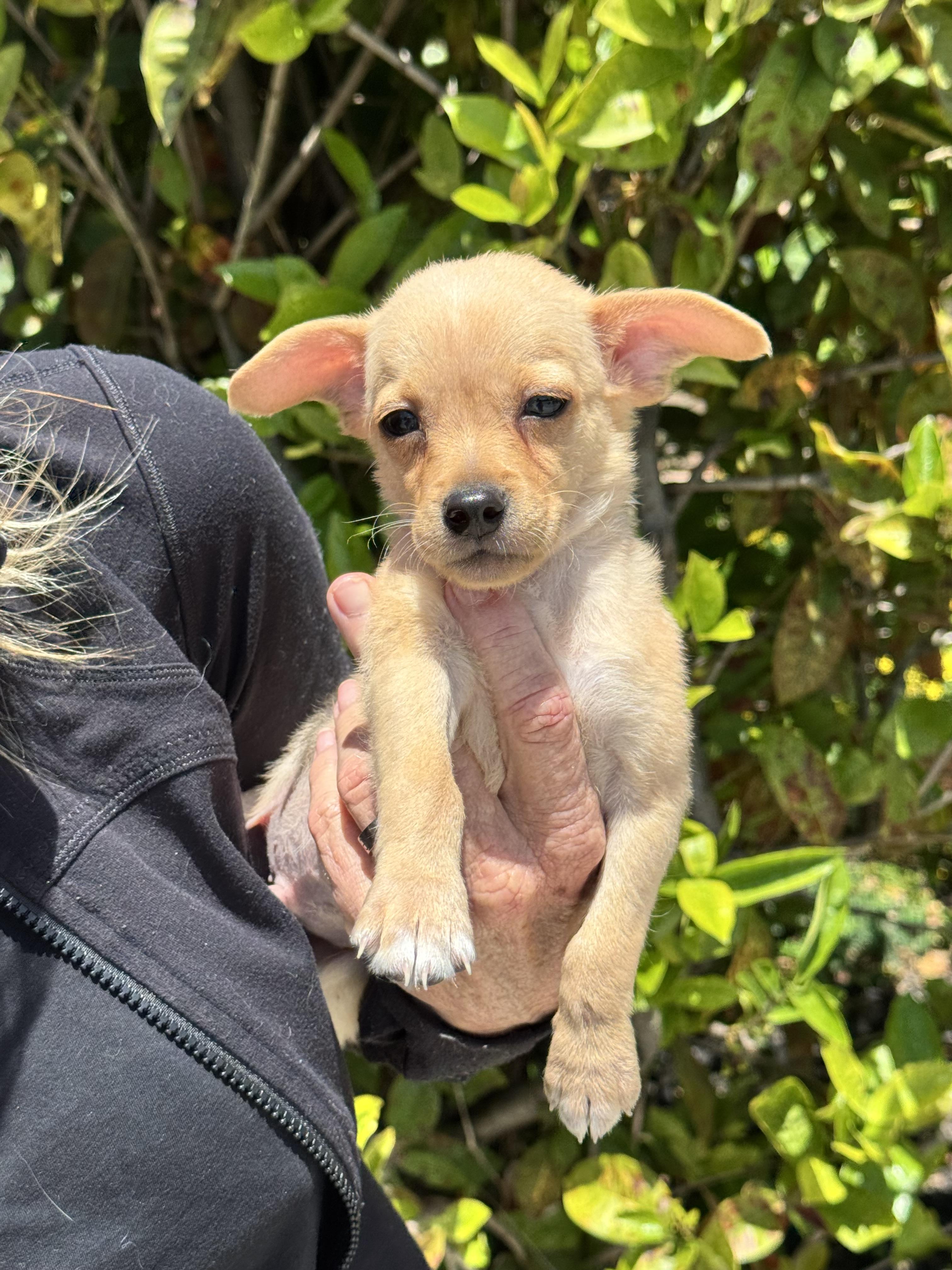 Jack, a ADOPTABLE mixed breed in Boynton Beach, FL image 1/3