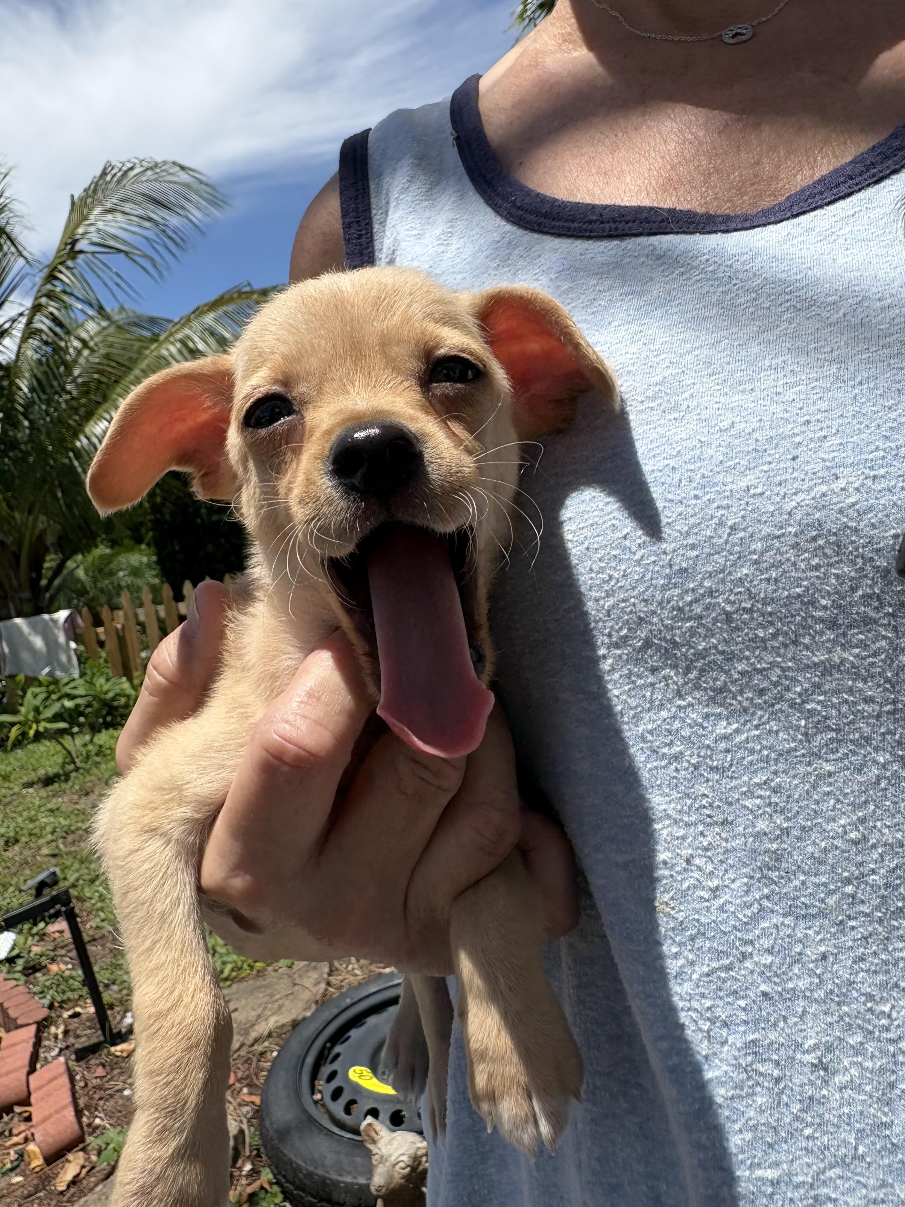 Jack, a ADOPTABLE mixed breed in Boynton Beach, FL image 3/3