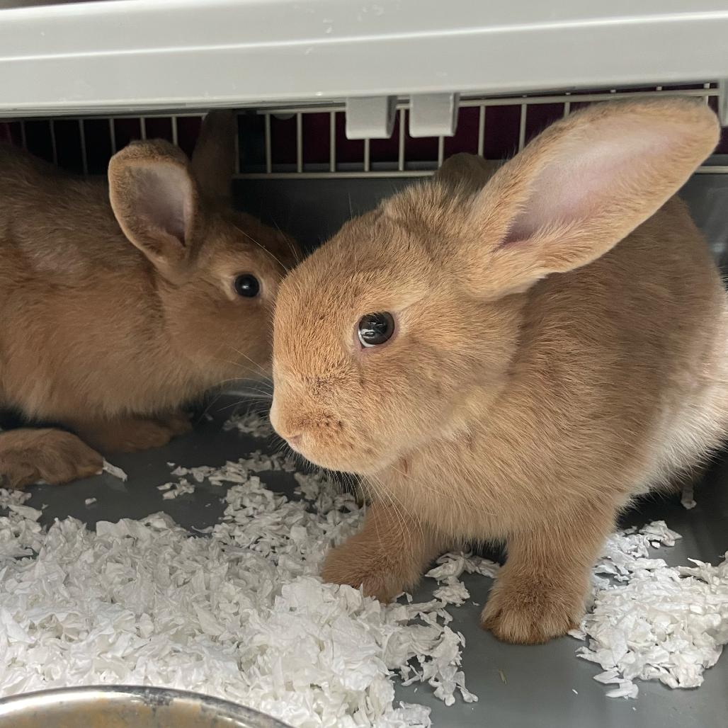 Enlarge Patrick, a Adoptable Bunny Rabbit in Colfax, NC image 1/1