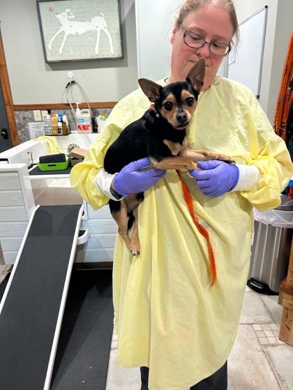 Bug, Adoptable, Adult Male Chihuahua & Mixed Breed.