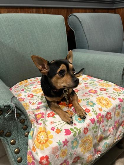 Enlarge Bug, a Adoptable mixed breed in Southern Pines, NC image 2/3