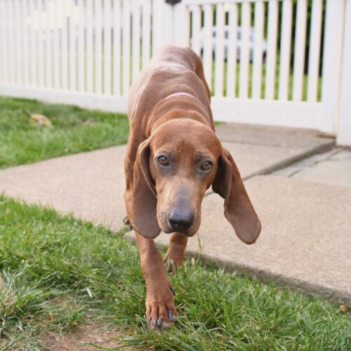 Annie, Adoptable, Adult Female Redbone Coonhound.