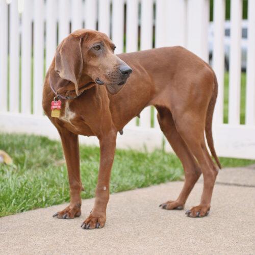 Enlarge Annie, a Adoptable Redbone Coonhound in Clinton, NJ image 2/5