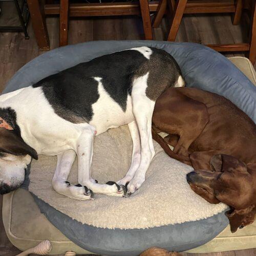 Enlarge Annie, a Adoptable Redbone Coonhound in Clinton, NJ image 3/5