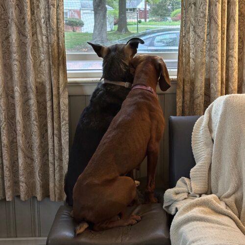 Enlarge Annie, a Adoptable Redbone Coonhound in Clinton, NJ image 4/5