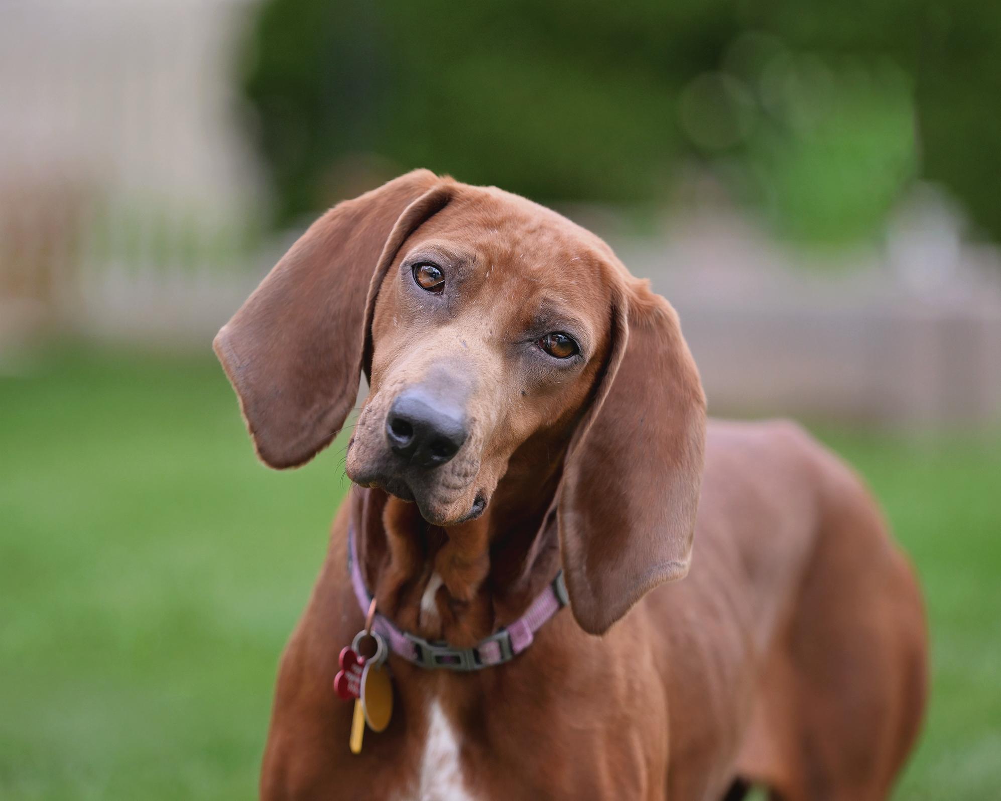 Enlarge Annie, a Adoptable Redbone Coonhound in Clinton, NJ image 5/5