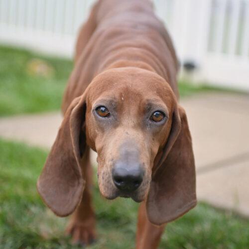 Enlarge Annie, a Adoptable Redbone Coonhound in Clinton, NJ image 5/6