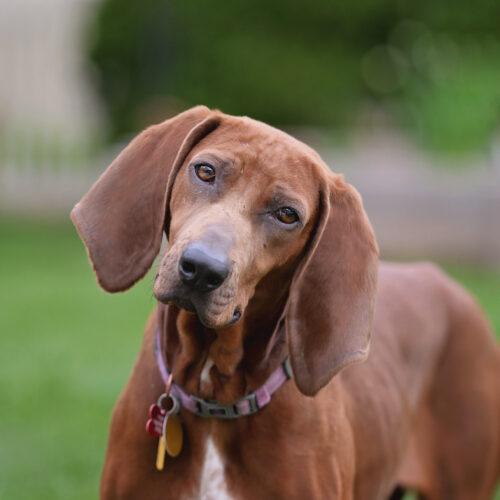 Enlarge Annie, a Adoptable Redbone Coonhound in Clinton, NJ image 6/6