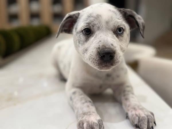 Enlarge Nora ( Ruby Sue pup) , an adopted mixed breed in Mount Juliet, TN image 2/3