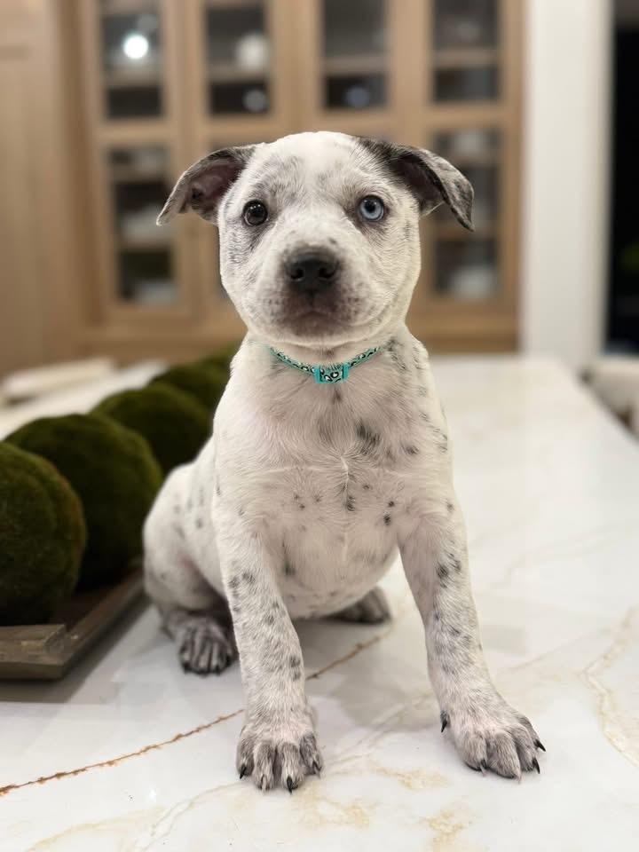 Nora ( Ruby Sue pup) — thumbnail 2