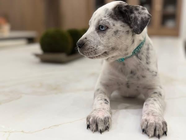 Nora ( Ruby Sue pup) — thumbnail 3