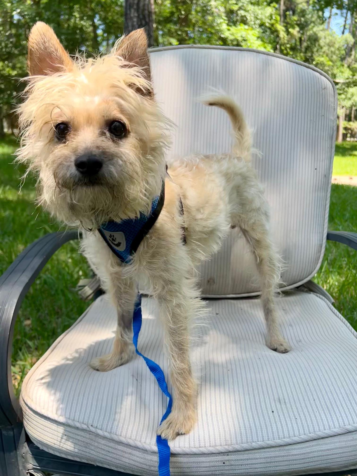 Waffles, Young Male Terrier