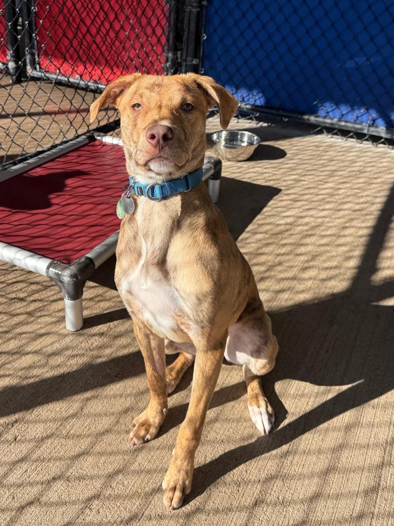 Enlarge Chloe, a Adoptable mixed breed in North Syracuse, NY image 2/4