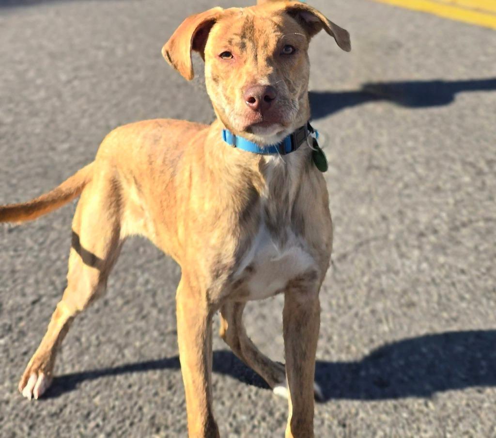 Enlarge Chloe, a Adoptable mixed breed in North Syracuse, NY image 2/3