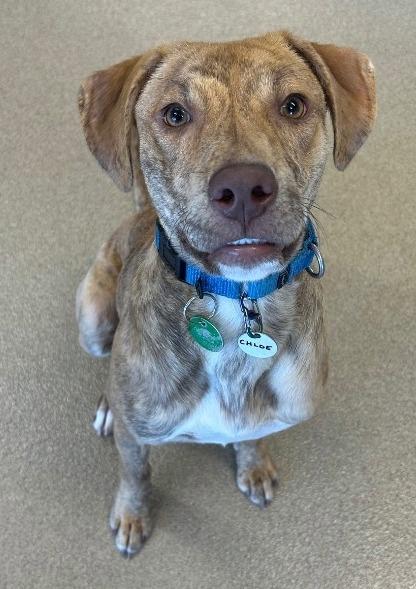 Enlarge Chloe, a Adoptable mixed breed in North Syracuse, NY image 3/3