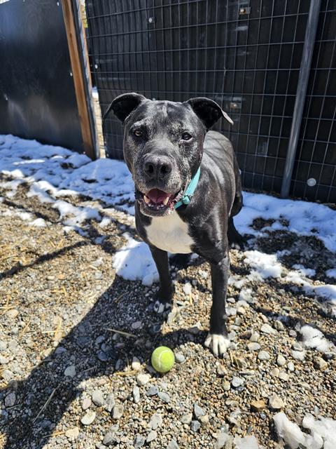 PROFESSOR LUMP, Adoptable, Adult Male Pit Bull Terrier & Labrador Retriever.