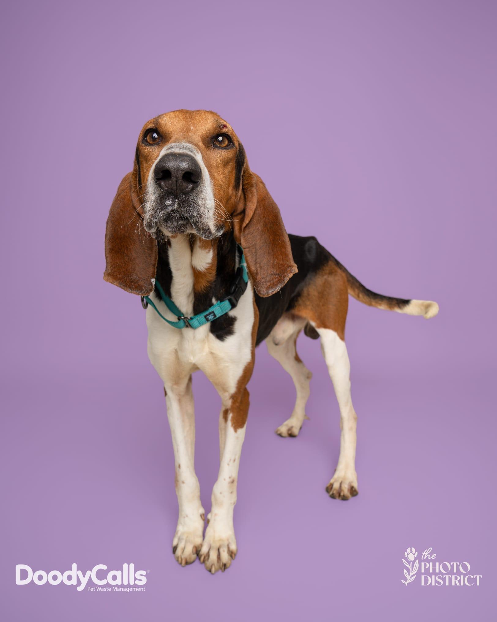 Garth, ADOPTABLE, Adult Male Coonhound & Hound.