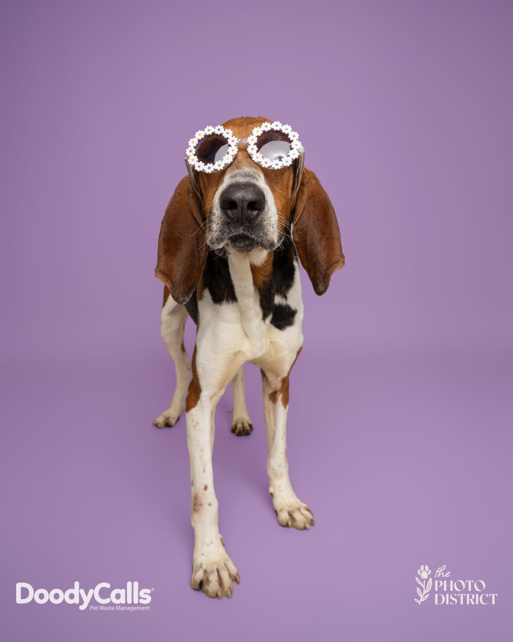 Enlarge Garth, a ADOPTABLE mixed breed in Manhasset, NY image 3/6