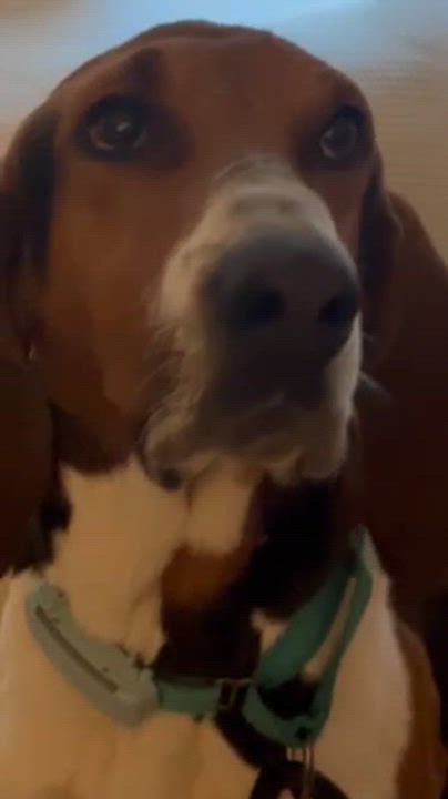 Enlarge Garth, a ADOPTABLE mixed breed in Manhasset, NY video 5/6