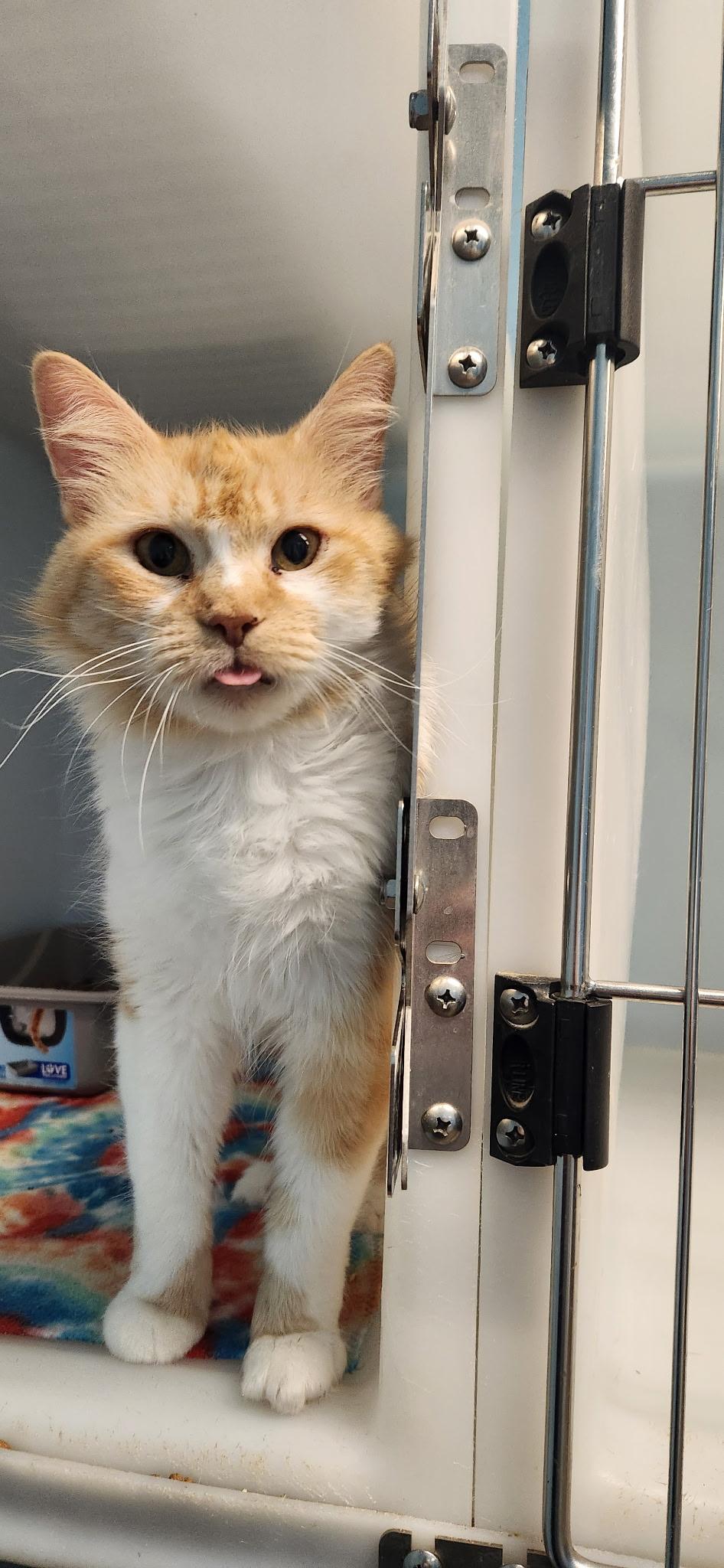 Clementine, a Adoptable Domestic Long Hair in Stanley, VA image 3/3