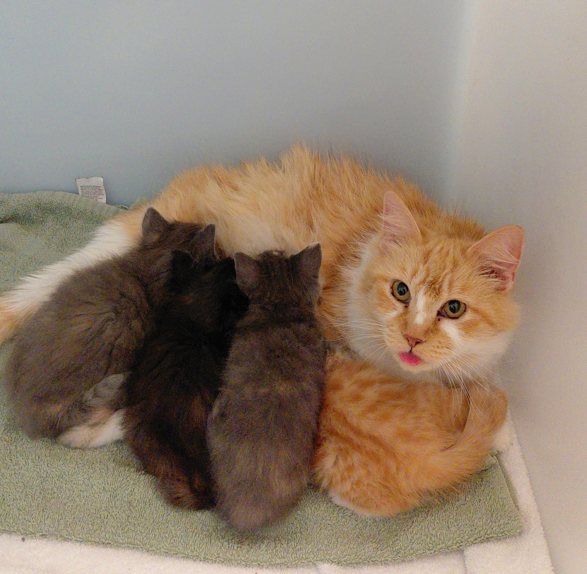 Clementine, a Adoptable Domestic Long Hair in Stanley, VA image 2/3