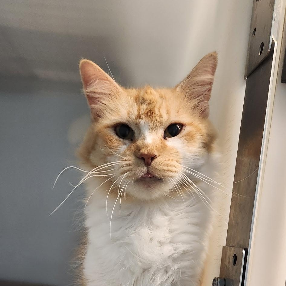 Clementine, a Adoptable Domestic Long Hair in Stanley, VA image 1/3