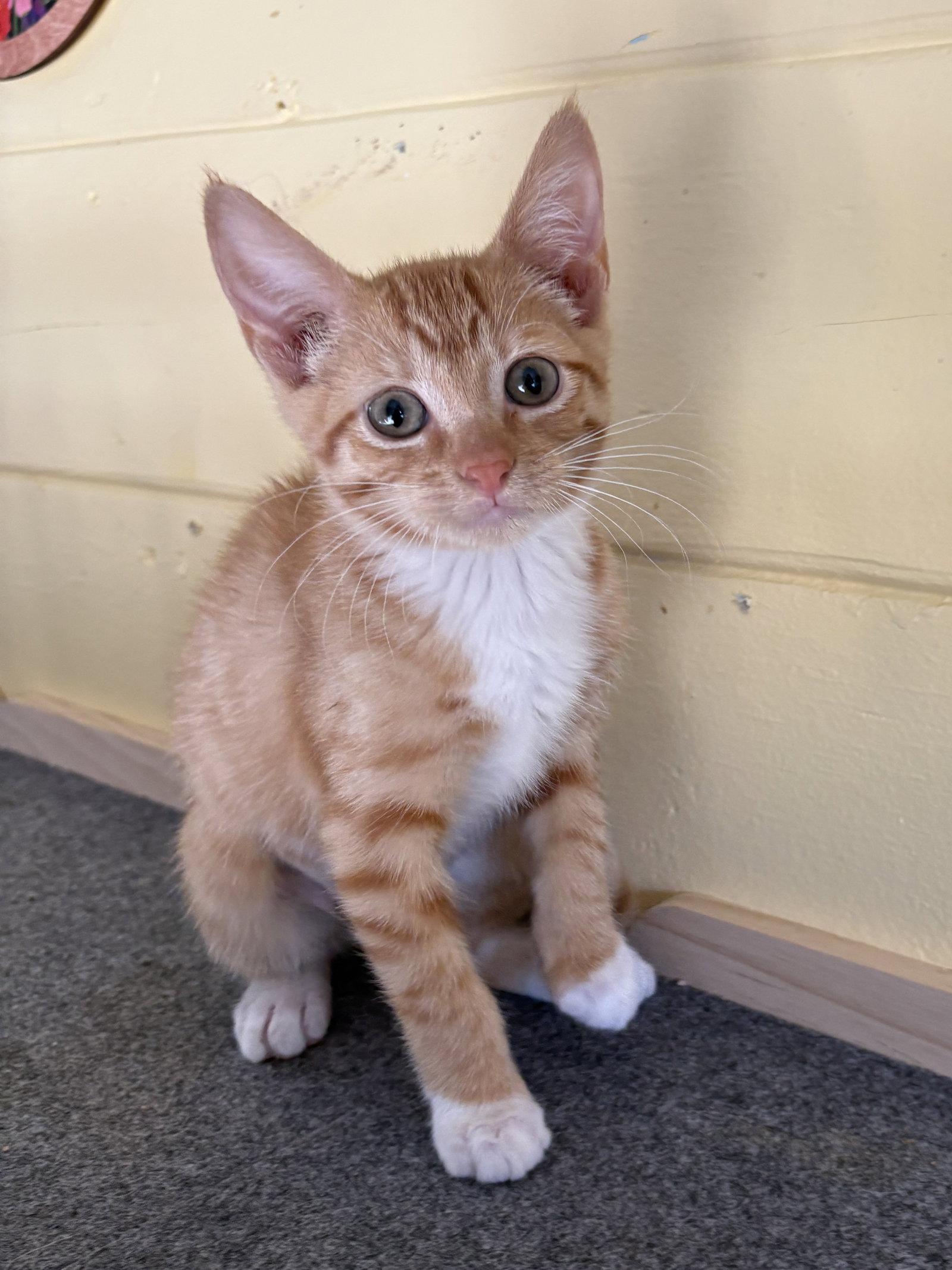 Enlarge Nala, a Adopted Domestic Short Hair in Phoenix, AZ image 3/3