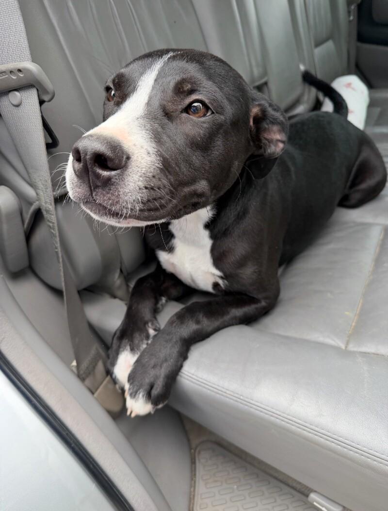 Billy, Adoptable, Adult Female Mixed Breed.