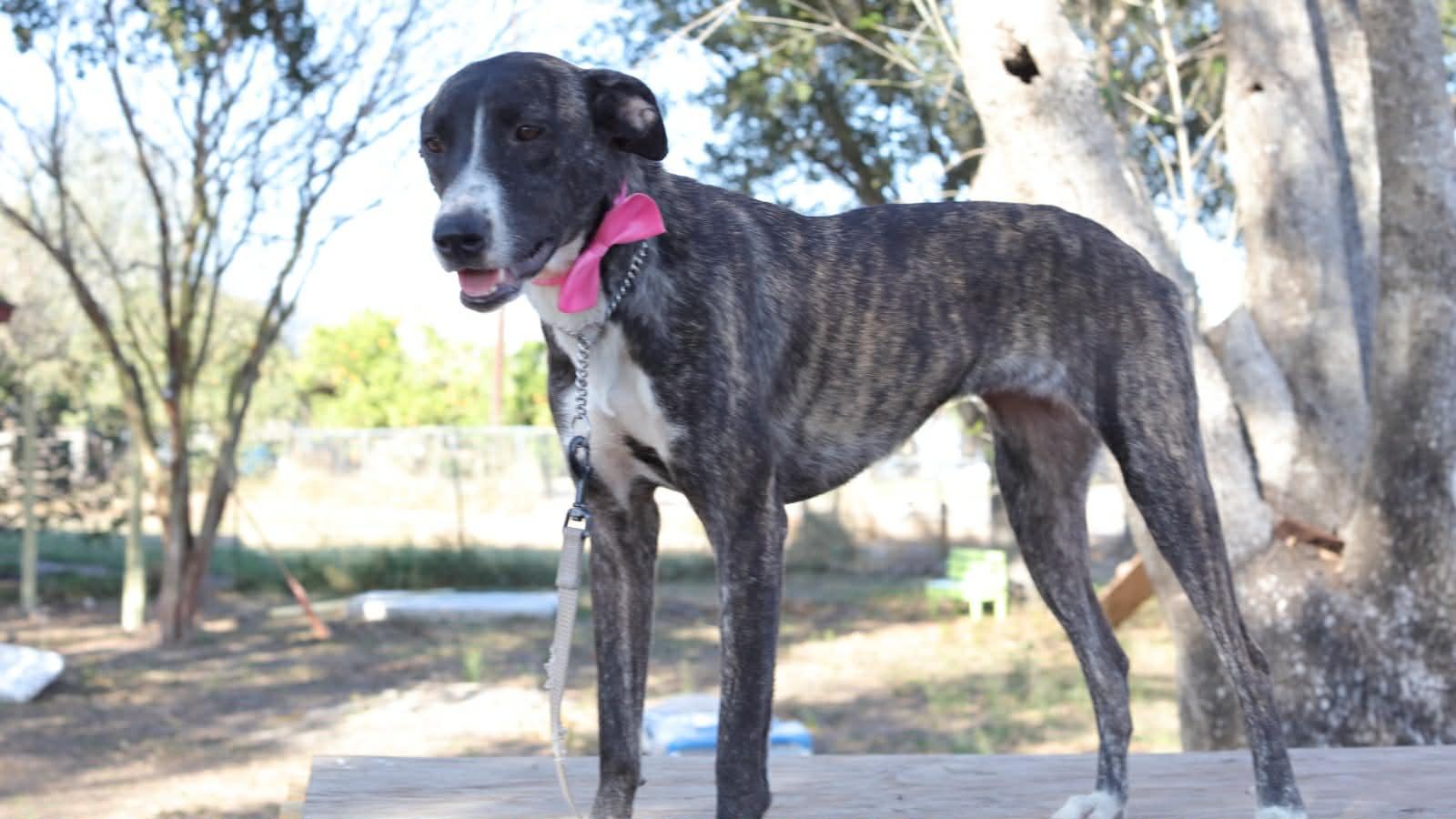 Lydia, an adoptable mixed breed in Plano, TX image 1/6