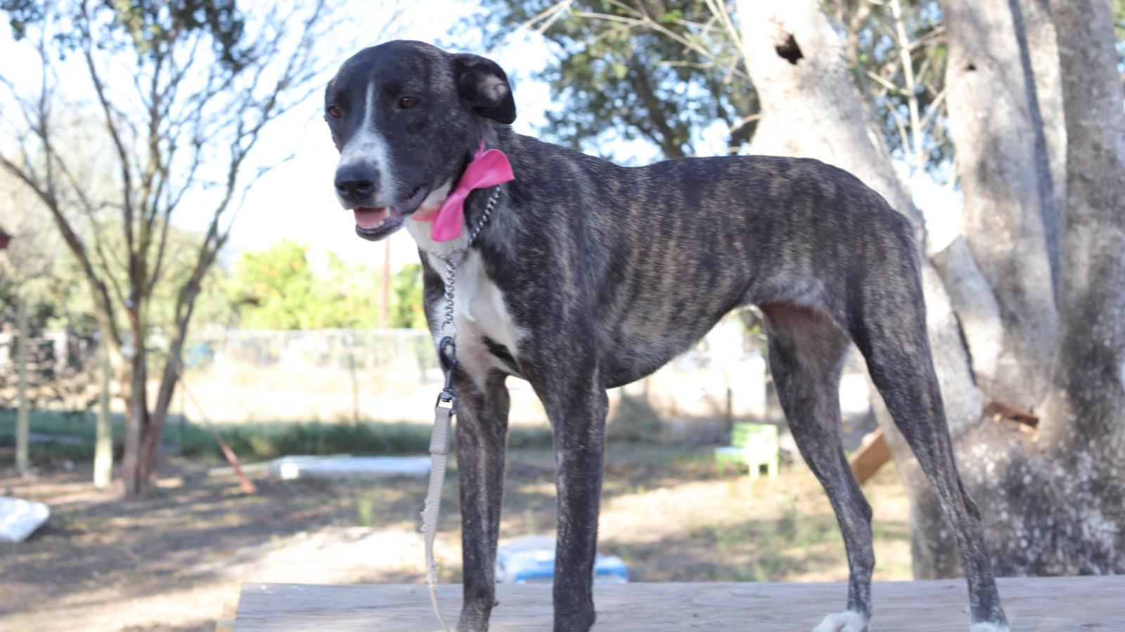 Lydia, an adoptable mixed breed in Plano, TX image 5/6
