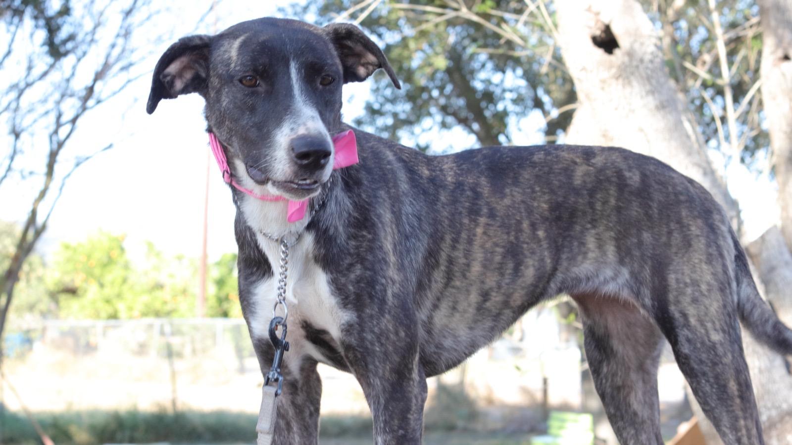 Lydia, an adoptable mixed breed in Plano, TX image 6/6