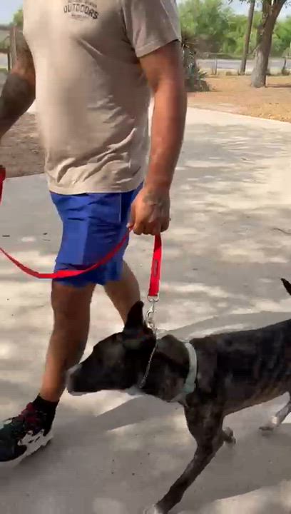 Enlarge Lydia, an adoptable mixed breed in Plano, TX video 3/6