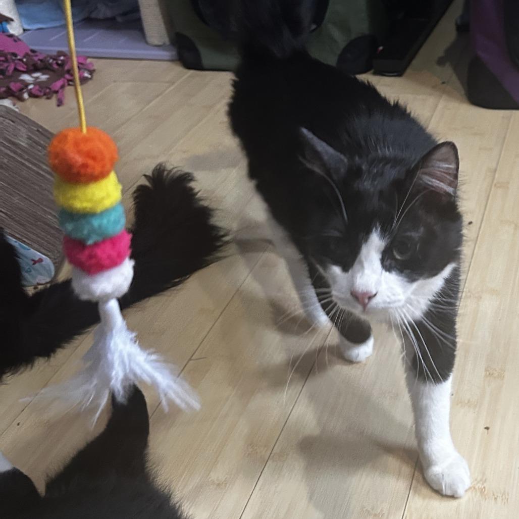 Pistachio, Adoptable, Young Male Domestic Medium Hair.