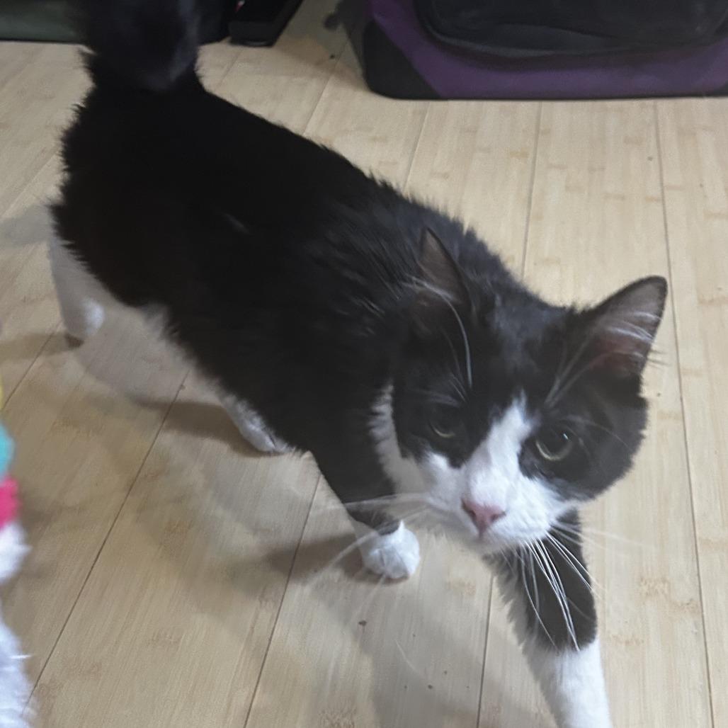 Enlarge Pistachio, a Adoptable Domestic Medium Hair in Pleasanton, CA image 2/3