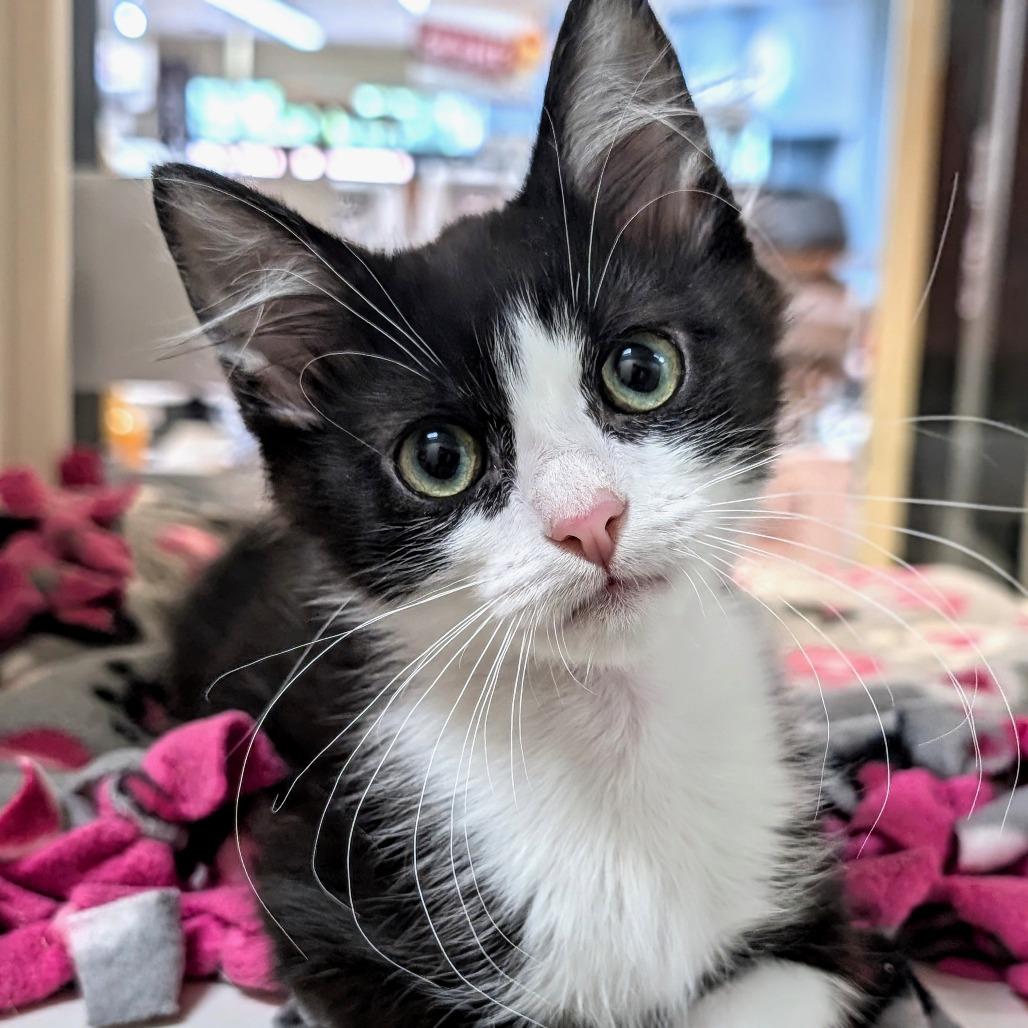 Enlarge Pistachio, a Adoptable Domestic Medium Hair in Pleasanton, CA image 3/3