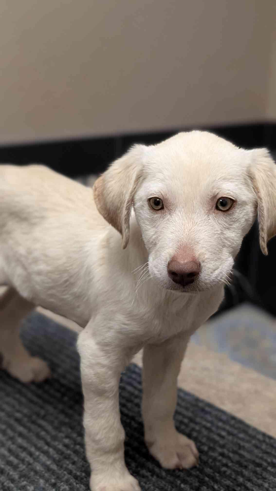 Colden, Adoptable, Puppy Male Labrador Retriever.