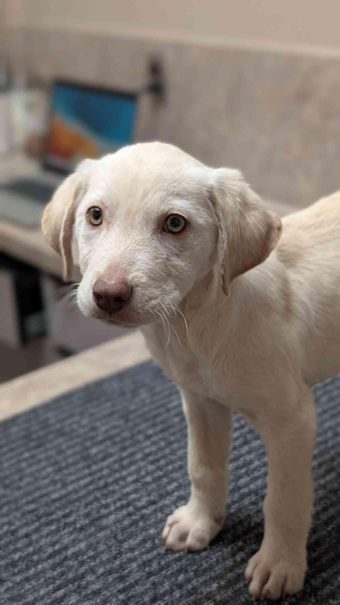 Enlarge Colden, a Adoptable Labrador Retriever in Fort Worth, TX image 2/3