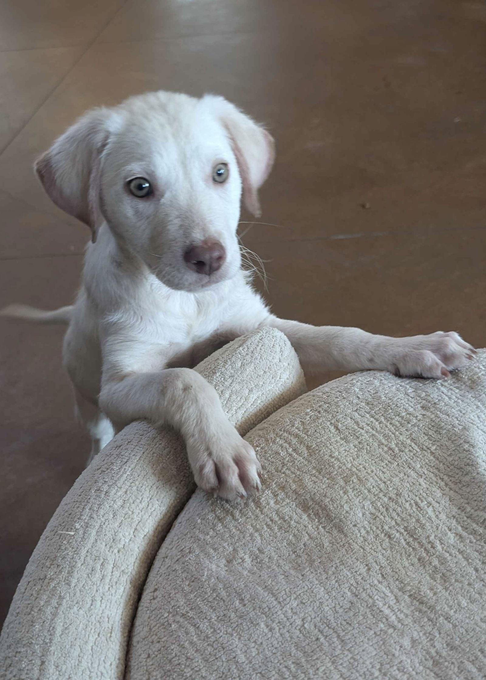 Enlarge Colden, a Adoptable Labrador Retriever in Fort Worth, TX image 3/3