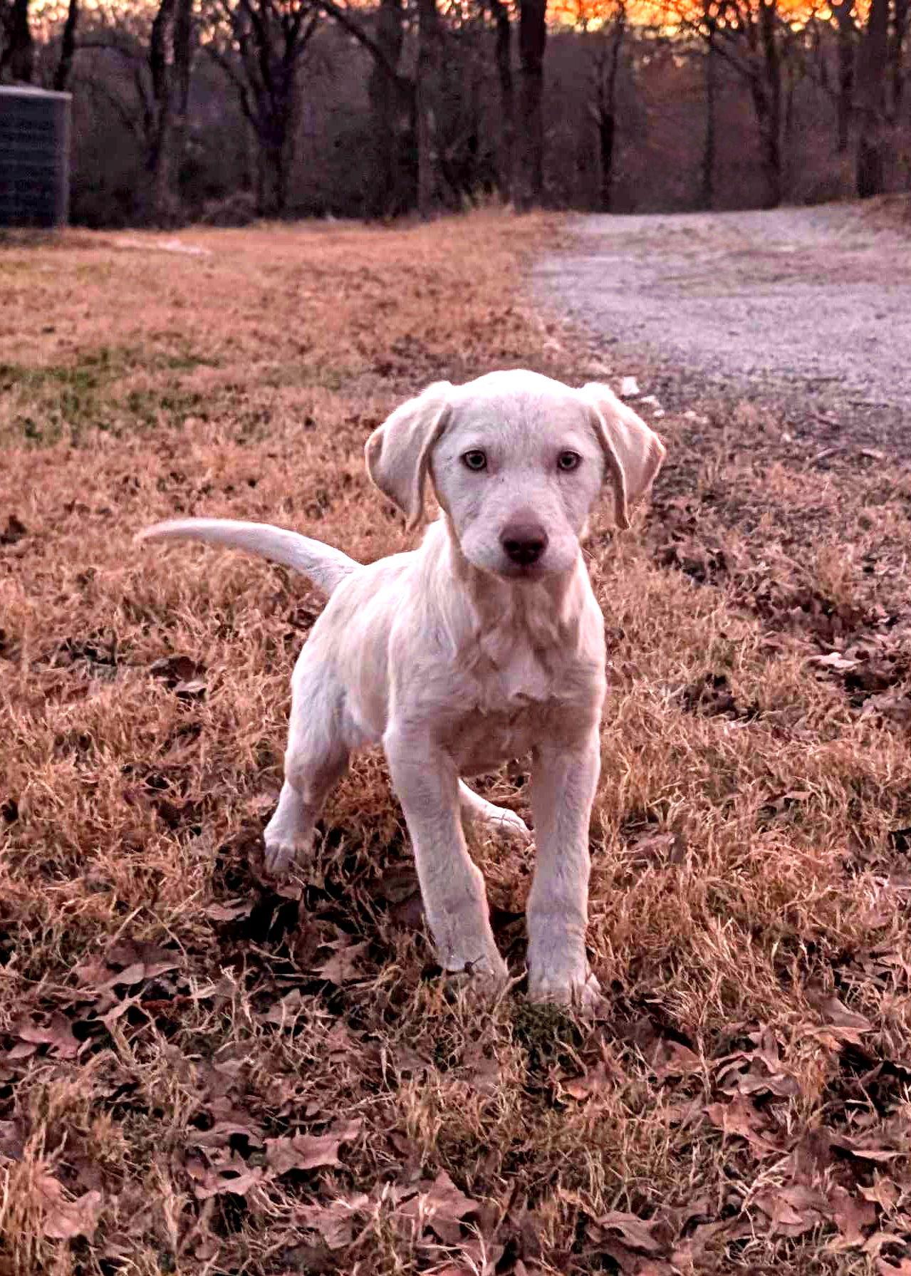Colden, a Adoptable Labrador Retriever in Fort Worth, TX image 2/3