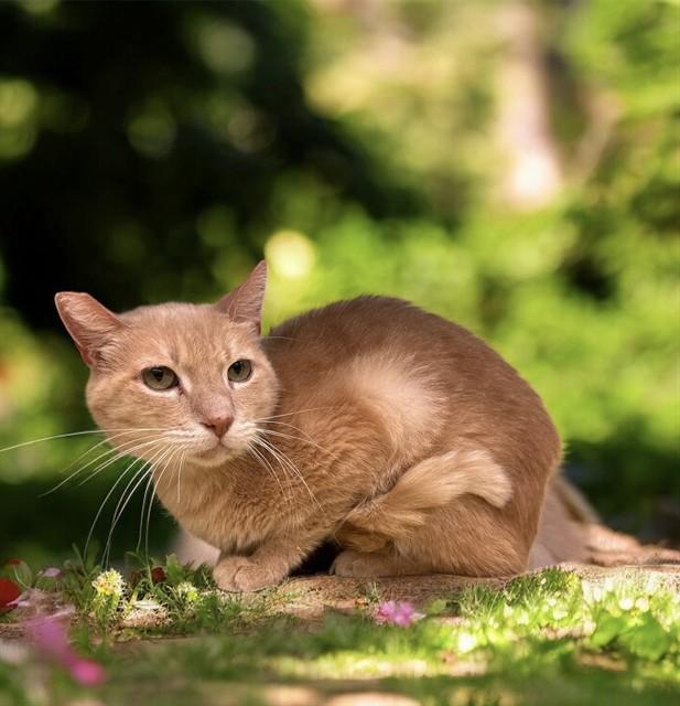 WILLOW, Adoptable, Senior Male Domestic Short Hair.