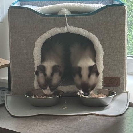 Banana (m) & Pudding thumbnail 5