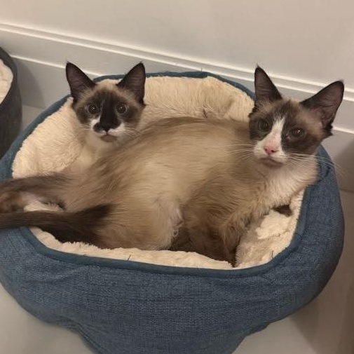 Banana (m) & Pudding thumbnail 3