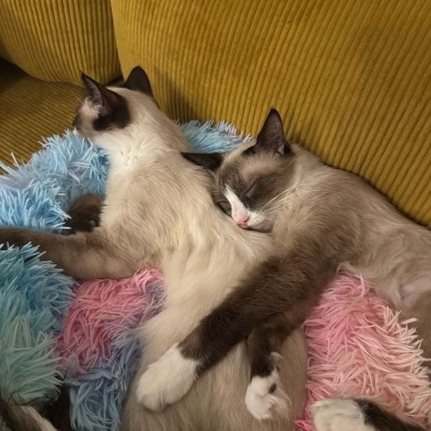 Banana (m) & Pudding thumbnail 4