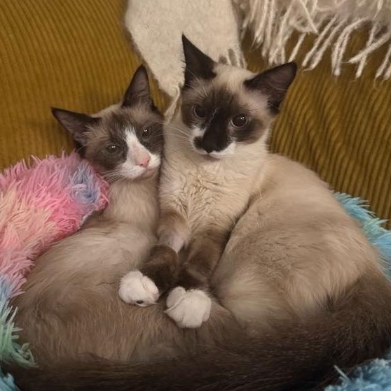 Banana (m) & Pudding