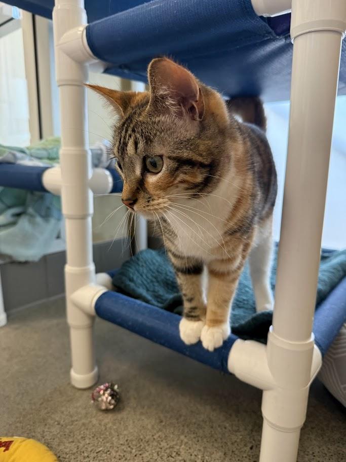 Enlarge Odetta, an adopted Domestic Short Hair in Berkeley, CA image 3/6