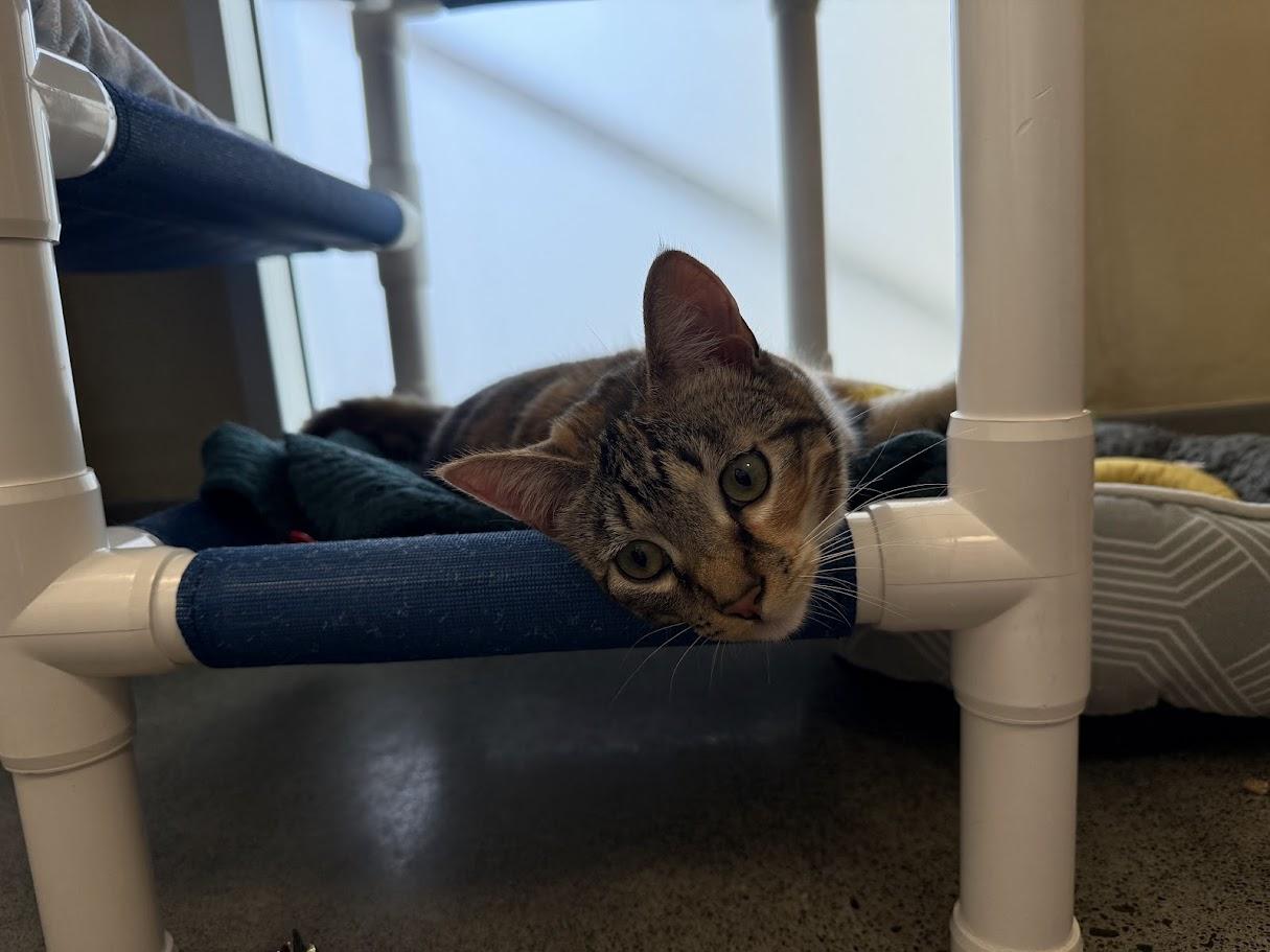 Enlarge Odetta, an adopted Domestic Short Hair in Berkeley, CA image 4/6