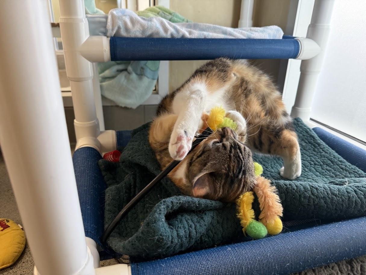 Enlarge Odetta, an adopted Domestic Short Hair in Berkeley, CA image 2/6